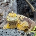 iguana_land_spz_h_0229_ecu1930.jpg